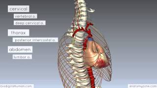 Spinal Cord Anatomy Blood Supply 3D Anatomy Tutorial [upl. by Summons]