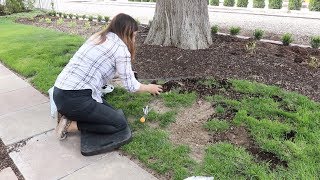 Reseeding Patchy Grass 🌿 [upl. by Zorine]