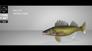 Fishing Planet  Emerald Lake  Trophy  Walleye  Feeder [upl. by Zeiger198]