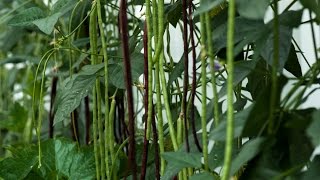 How to grow long bean super productive （高产豇豆） [upl. by Sellig183]