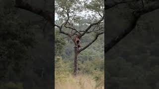 Leopard and Zebra in a Tree – Watch This Unbelievable Sighting [upl. by Iahc]