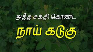 அதீத சக்தி கொண்ட நாய் கடுகு  Naai Kadugu  Cleome viscosa  DrSRevathis Vlog [upl. by Gualtiero]