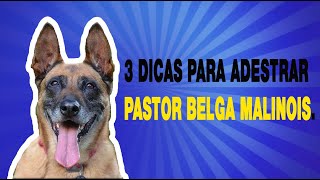 3 Dicas Práticas De Como Adestrar Um Pastor Belga Malinois [upl. by Chap103]