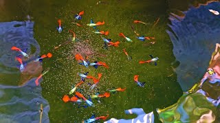 Massive And Colorful Guppies in This Mini Natural Outdoor Setup Farm [upl. by Myca653]