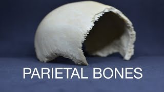 PARIETAL BONES [upl. by Aneeb]