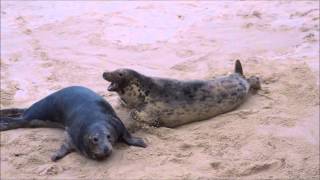 Grey Seals fighting at Horsey Norfolk [upl. by Hseham]