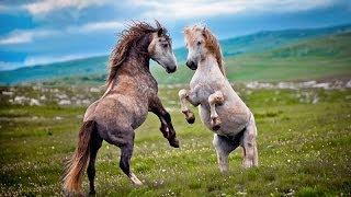 Wildlife BiH  Divlji konji  Bosnian Wild Horses  REPORTAŽA [upl. by January217]