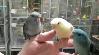 Lineolated Parakeets Talking [upl. by Swanhildas]