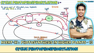 Photosynthesis in Higher Plants Lec 13 Cyclic Photophosphorylation Class 11 NEET Harishu [upl. by Toll788]