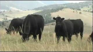 Sitz Angus  Quality Angus seedstock for 86 years [upl. by Wettam]