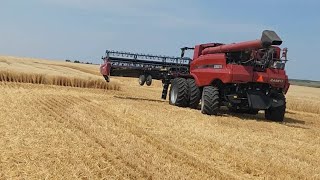 HARVEST time Lets try the DURUM [upl. by Robet]