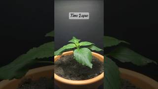 How To Grow This Amazing plant easily At Home shorts shortvideo plants [upl. by Anauq24]