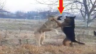 Anatolian Shepherd VS German Shepherds Play Fight turned Serious [upl. by Gilchrist]