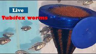 how to feed live tubifex worms to fishes [upl. by Rabaj812]