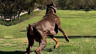 BEST OF DOBERMAN  THE SUPER INTELLIGENT DOG [upl. by Aihsinat]