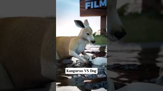 Kangaroo VS Dog  shorts [upl. by Pendergast]