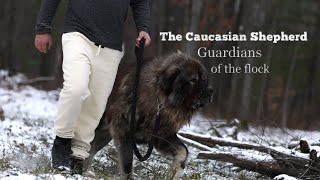 The Caucasian Shepherd Ovcharka Dog Guardians of the Flock Music Video [upl. by Meyers99]