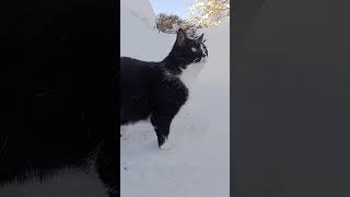 Gartenbahn Betrieb eingestellt  Schneechaos 🙀 Katze schockiert gartenbahn katze schnee [upl. by Eisinger]