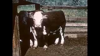 1950s Beef Cattle Production  Herds West 1955  CharlieDeanArchives  Archival Footage [upl. by Pavkovic718]