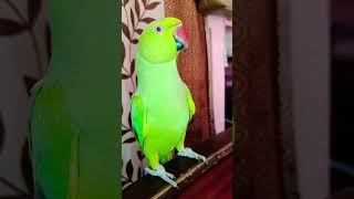 Mummy mummy mummy cute 🥰 voice parrot Talking [upl. by Reseta]