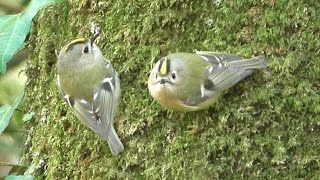 Goldcrest Birds in January [upl. by Masson365]