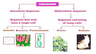 Fundamental of Cell Theory [upl. by Pike]