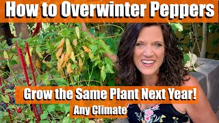 How to Overwinter Peppers🌶Grow the Same Plant Next Year For Southern ☀️amp Northern Gardeners❄️ [upl. by Boswell]