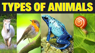 7 Main Types of Animals And Their Characteristics  2023 [upl. by Lekram]