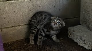 Scared feral kitten trusts a human for the first time [upl. by Nessnaj]