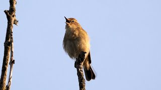 Chiffchaff Singing 4K [upl. by Helga]