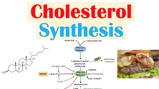 Cholesterol Synthesis  How Our Bodies Make Cholesterol [upl. by Ynnot911]