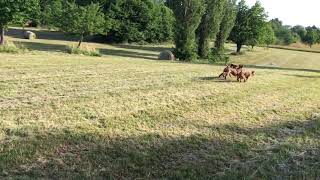 Three Irish Terriers on their morning walk [upl. by Myrwyn]