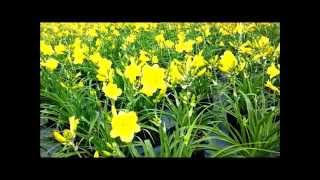 Best Perennials Hemerocallis Happy Returns Daylily [upl. by Annaek]