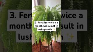 Boston Fern Care Guide bostonfern fern indoorplants [upl. by Enaxor]