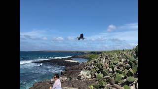 RedFooted Boobys attempted landing July 8 2023 [upl. by Amek]