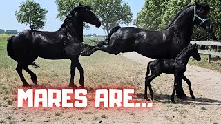 Mares are see for yourself A strange day  Friesian Horses [upl. by Yrokcaz]