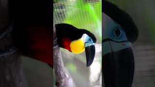 Toucans Birds shorts wildlife nature birds [upl. by Yesor]