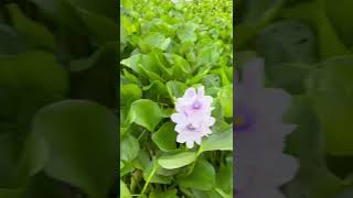 water hyacinth কচুরিপানা ফুল foryou nature new shortvideo flowers rural travel bangladesh [upl. by Airdnua]