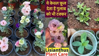 ये फ़ूल देते है गुलाब को टक्कर  Lisianthus Plant From Seeds  SummerWinter Flowering Plants [upl. by Wendell]