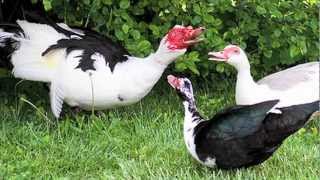 quotMuscovy Ducksquot Documentary [upl. by Sierra]