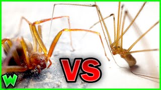 BROWN RECLUSE vs CELLAR SPIDER ft JacksWorldofWildlife [upl. by Rist]