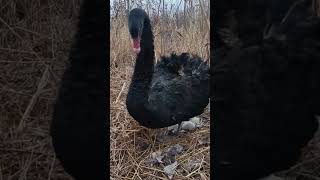 ele achou um ninho de Pato do Mato em sua fazenda [upl. by Eenahpets]