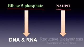 Pentose Phosphate Pathway [upl. by Hoem]