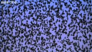 Peregrine Falcon Hunts Starlings in Rome Narrated by David Tennant  Earthflight  BBC One [upl. by Swanhildas]