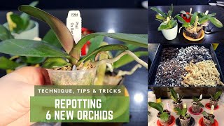 How to Repot Orchids  Phalaenopsis Care  Removing Old Sphagnum Moss  My Technique amp Tips [upl. by Evette173]