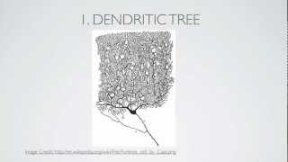 What Is A Dendrite [upl. by Melodee930]