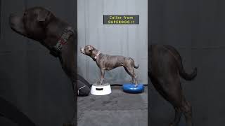 Staffy training to be fit [upl. by Tra]