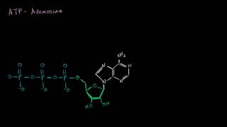 ATP Adenosine Triphosphate [upl. by Adila]