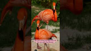 Flamingo chicks 🦩🩷 5 FACTS cute animals facts [upl. by Terrance]