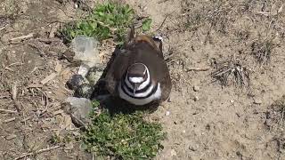 Killdeer bird in her nest 2024 [upl. by Marbut]